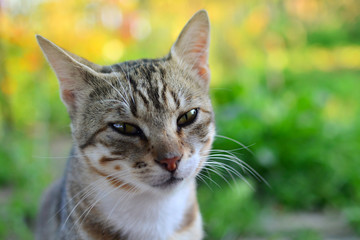 Naklejka premium Cat with emotion and copyspace