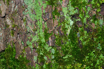 A lot of light green lichen and dark green moss on a brown bark of a tree texture. Close-up macro shot.
