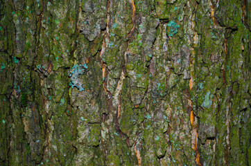 A little of lichen on a mossy bark of a tree texture. Close-up macro shot.