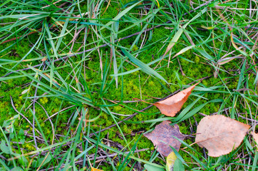 Green moss on the ground with some grass and red fallen autumn leaves.