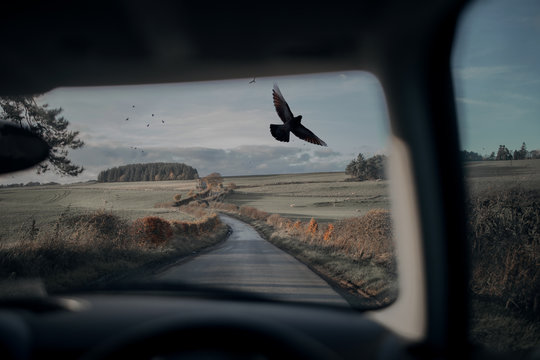 View of bird flying seen through car