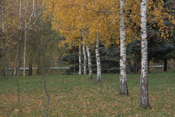 Obraz premium Birch-tree forest, natural background