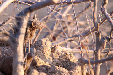 Dwarf Mongoose