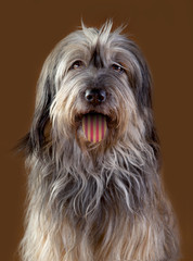 catalan sheepdog with catalan flag in his tongue