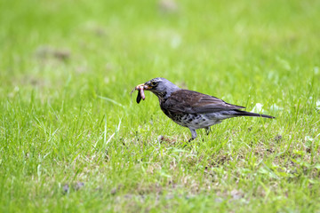 The fieldfare (Turdus pilaris) eating a worm. Hunting bird. European bird on the grass