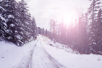 Winter landscape with setting pink sun. The coniferous forest with snow