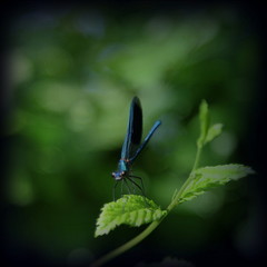 Sous l'oeil vigilant de la libellule bleue.