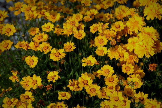 All&eacute;e de tag&egrave;tes en fleurs.