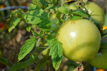 Tomato in the garden