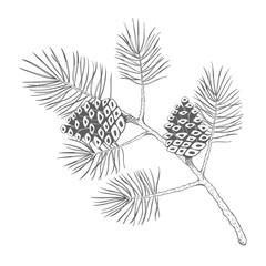 A pine branch with pine cones. Vector illustration.