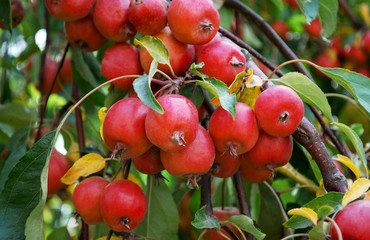 райские яблочки