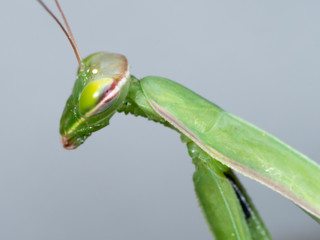 Portrait of a green adult Mantis religiosa