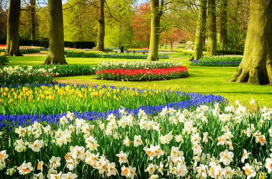 Colourful daffodils, bluebells and tulips flowers flowerbeds in an Spring Formal Garden, retro toned