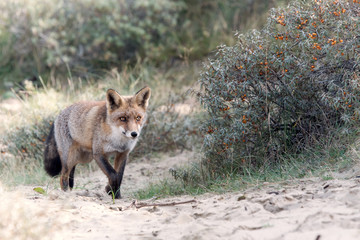 Walking Fox