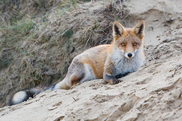 Lying fox