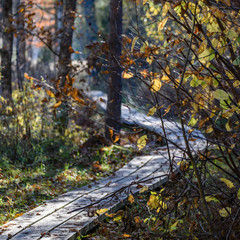 autumn colored trees in the park