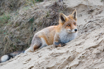 Lying fox