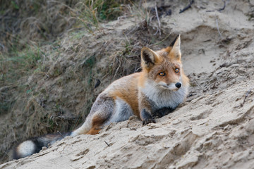 Fototapeta premium Lying fox