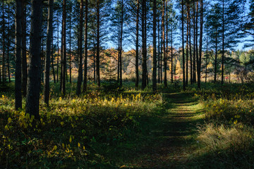 autumn colored trees in the park