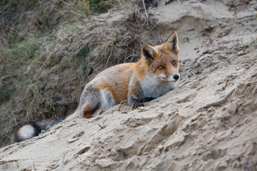 Lying fox