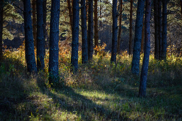 autumn colored trees in the park