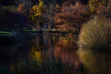 autumn colored trees in the park