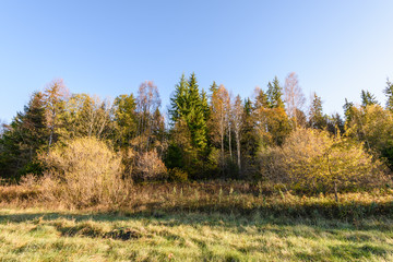 Fototapeta premium autumn colored trees in the park