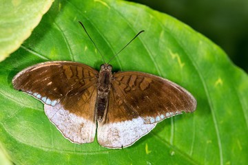 Obraz premium ferme à papillons exotiques