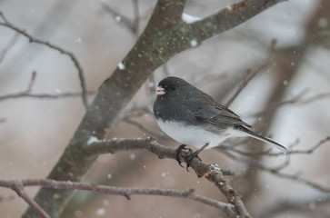 Bird in Snow