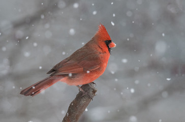 Bird in Snow