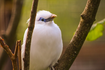 Bali starling 1