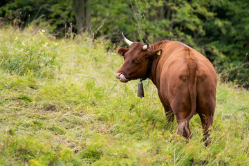 Rotes H&ouml;henvieh
