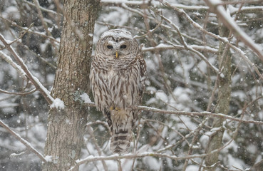 Owl in Snow