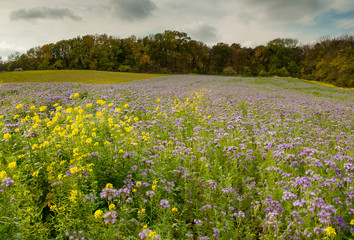 Fototapeta na wymiar Flowering meadow in autumn with a lot of Phacelia