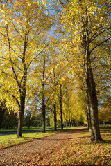 Stadt Park Allee in Herbstfarben im Herbst