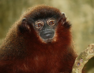 Tiny Monkey