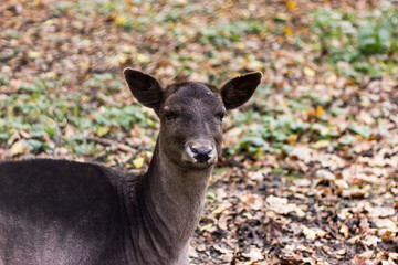 a small muzzle of a deer without horns a male brown in the park