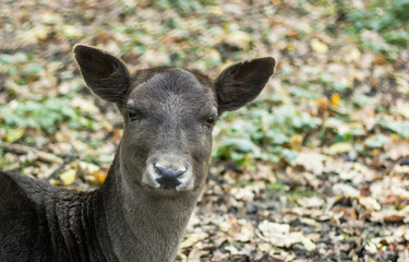 a small muzzle of a deer without horns a male brown in the park closeup