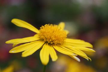 Yellow Daisy