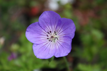 Fototapeta premium Purple Poppy