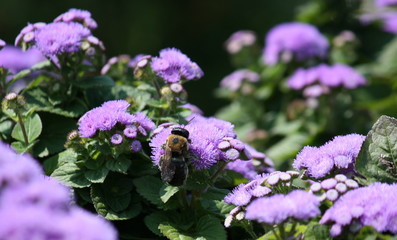Bee with Black Spot