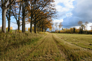 Obraz premium countryside fields in autumn with lonely trees