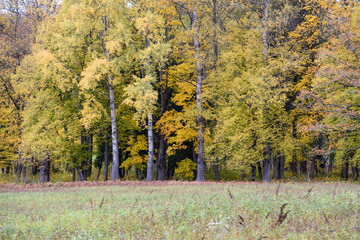 countryside fields in autumn with lonely trees