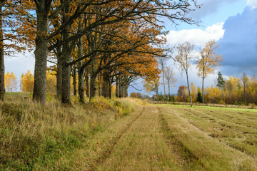 Fototapeta premium countryside fields in autumn with lonely trees