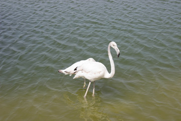 white flamingo in the zoo