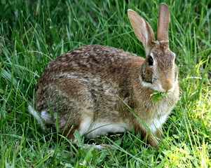 Rabbit At Rest