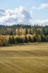 countryside fields in autumn with lonely trees