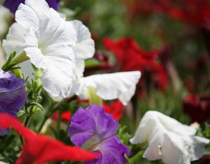 Red, White, & Blossom