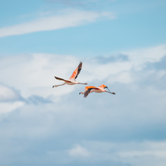 Obraz premium Flying Rosy Flamingos at Nimez Birds Reservation area, Patagonia