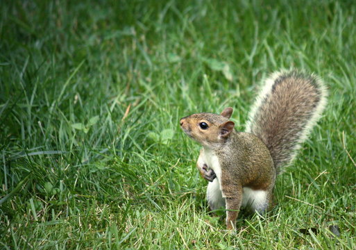 Squirrel!